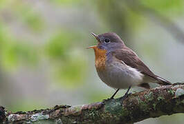 Red-breasted Flycatcher