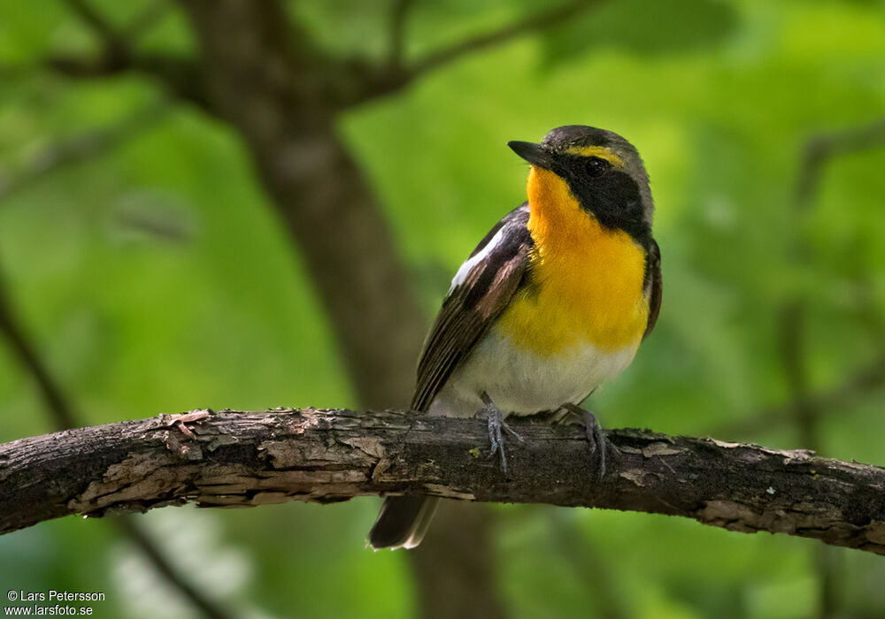 Narcissus Flycatcher