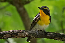 Narcissus Flycatcher