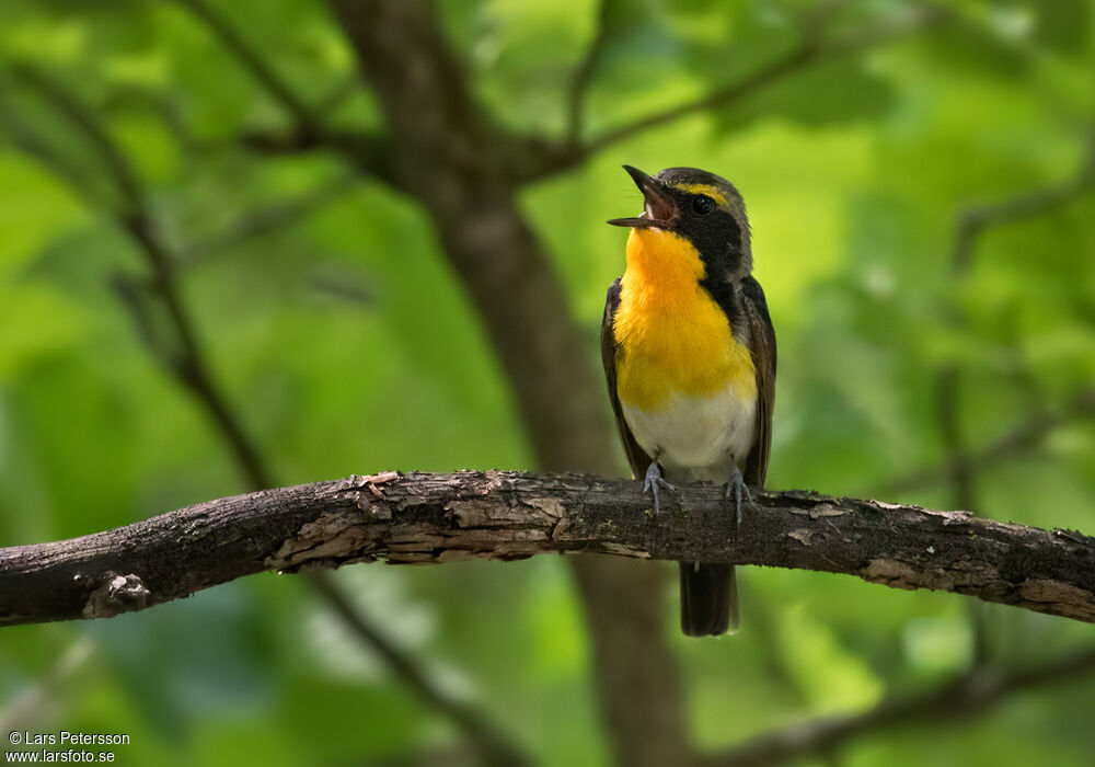 Narcissus Flycatcher