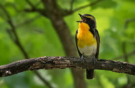 Narcissus Flycatcher