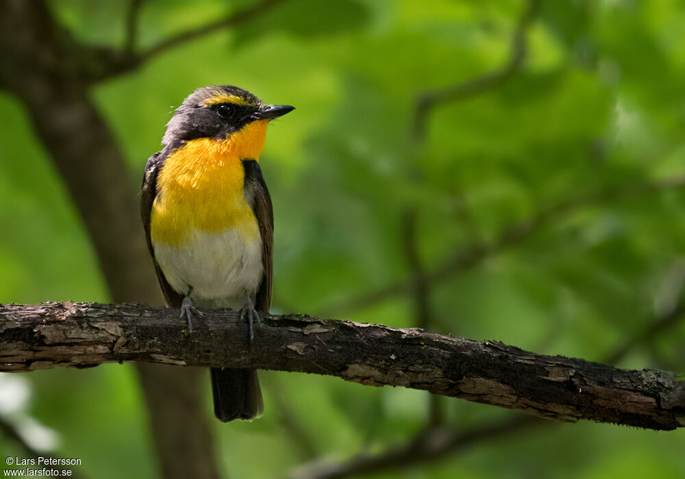 Narcissus Flycatcher