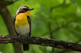 Narcissus Flycatcher