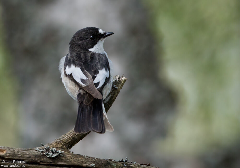 Gobemouche noir