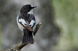 European Pied Flycatcher