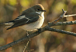 European Pied Flycatcher