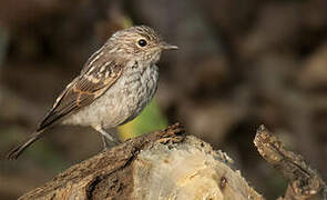 Pale Flycatcher