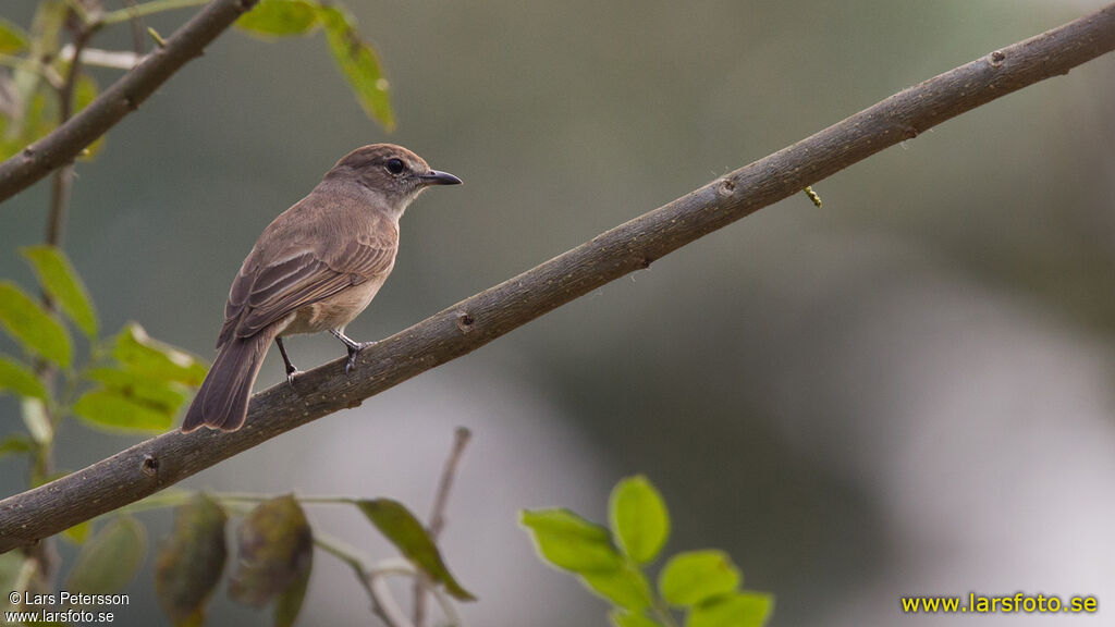 Pale Flycatcher