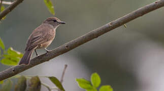 Pale Flycatcher