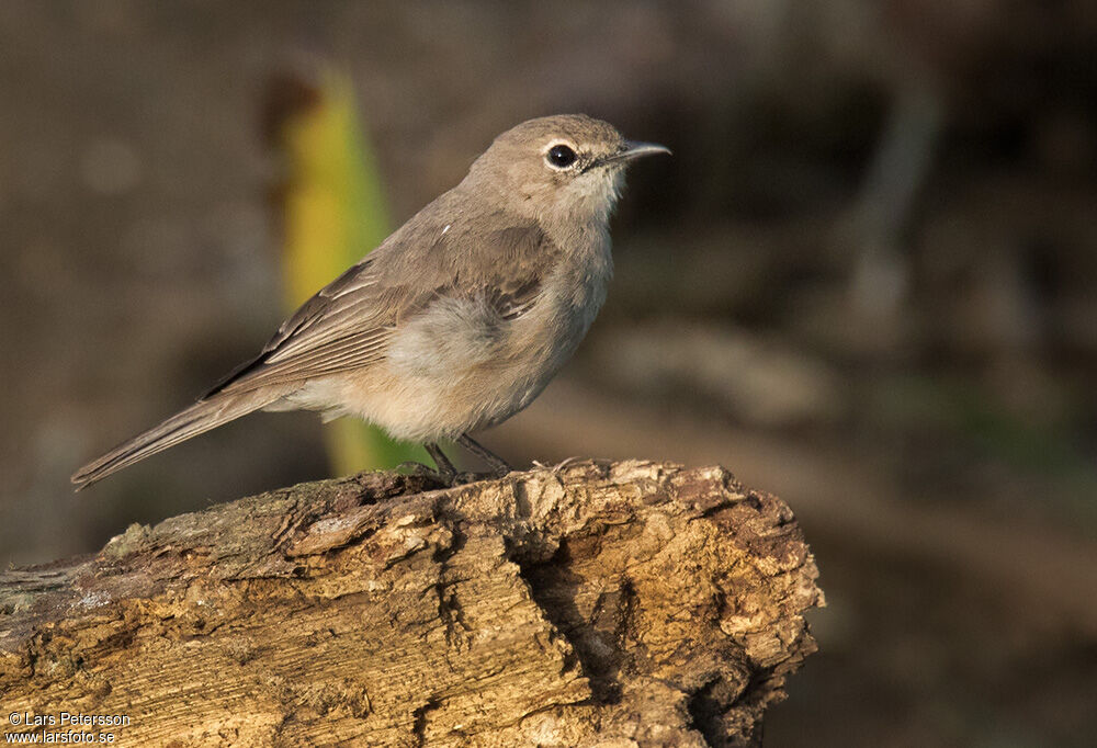 Pale Flycatcher