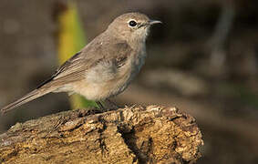 Pale Flycatcher