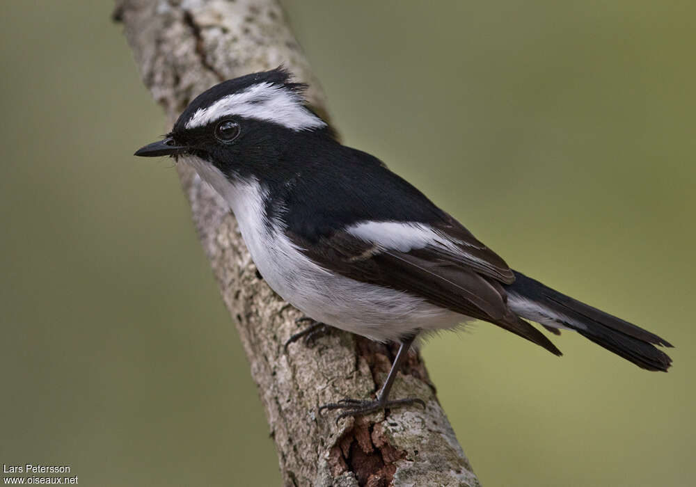 Little Pied Flycatcheradult