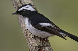 Little Pied Flycatcher