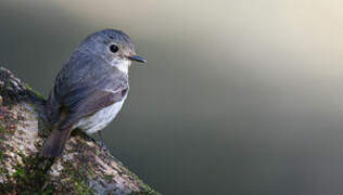 Little Pied Flycatcher