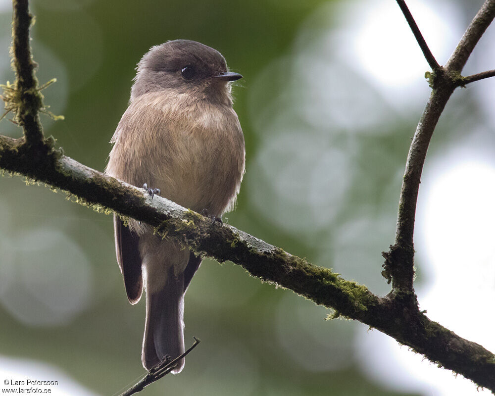 African Dusky Flycatcher