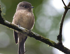 African Dusky Flycatcher