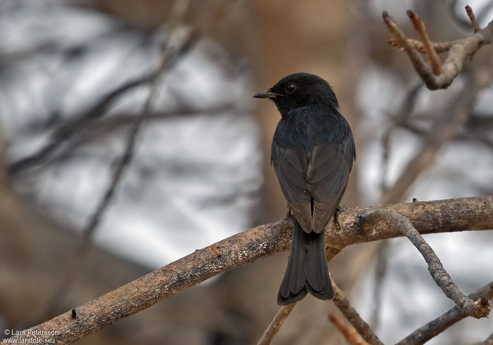 Southern Black Flycatcher