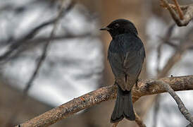 Southern Black Flycatcher