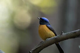 Rufous-bellied Niltava