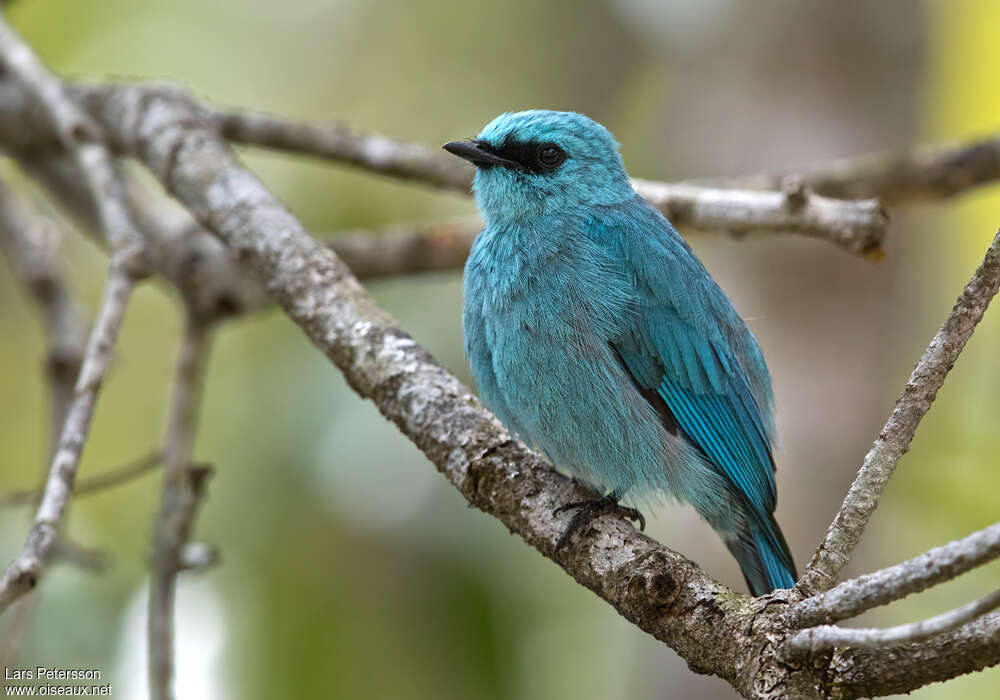 Verditer Flycatcher