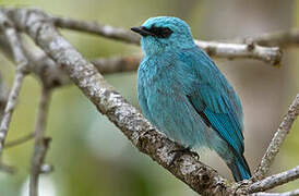 Verditer Flycatcher