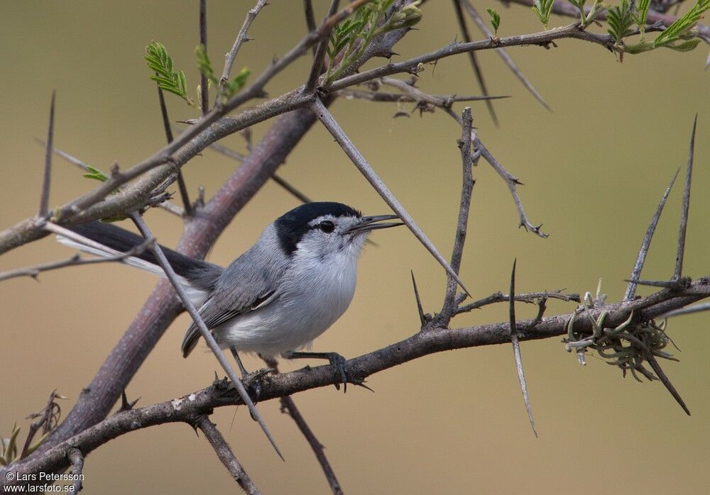 White-browed Gnatcatcher