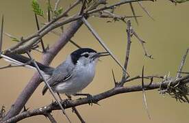 White-browed Gnatcatcher