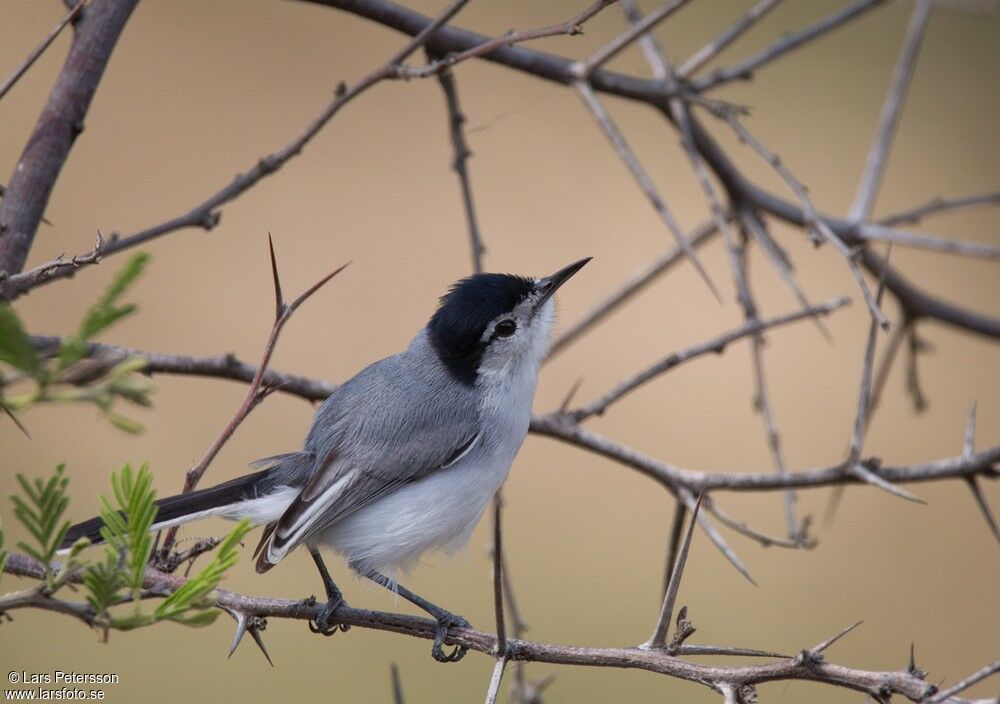 White-browed Gnatcatcher