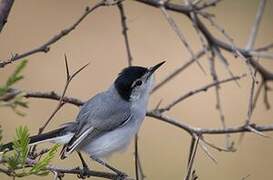 White-browed Gnatcatcher