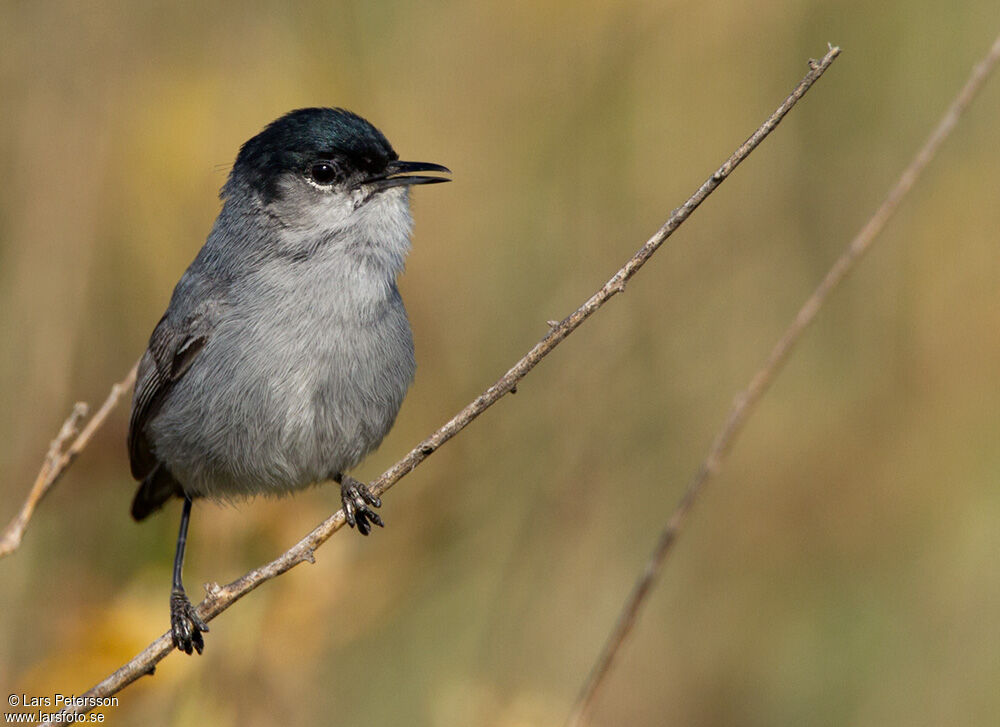 California Gnatcatcher