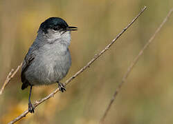 California Gnatcatcher