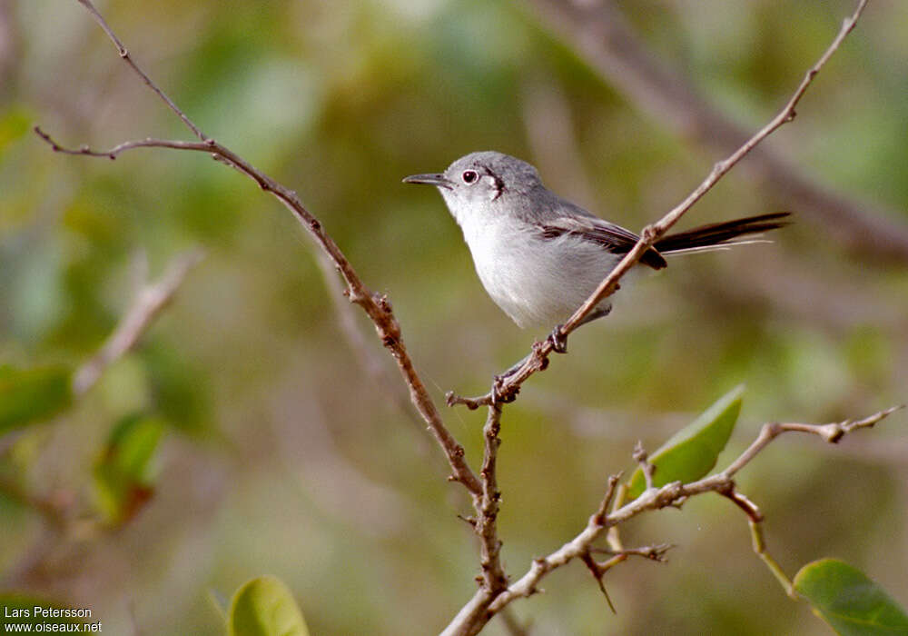 Gobemoucheron de Cubaadulte, identification