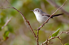 Cuban Gnatcatcher