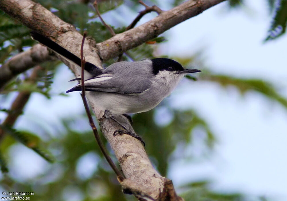 Tropical Gnatcatcher