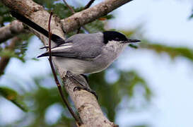 Tropical Gnatcatcher