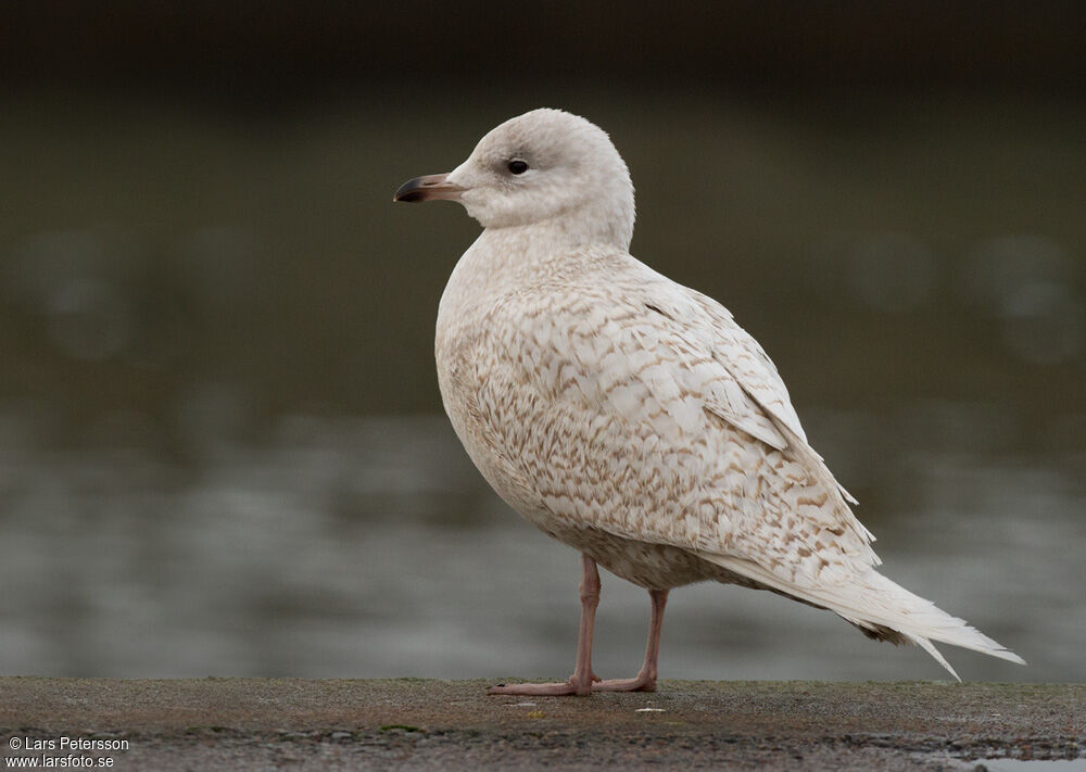 Goéland à ailes blanches