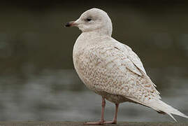 Iceland Gull