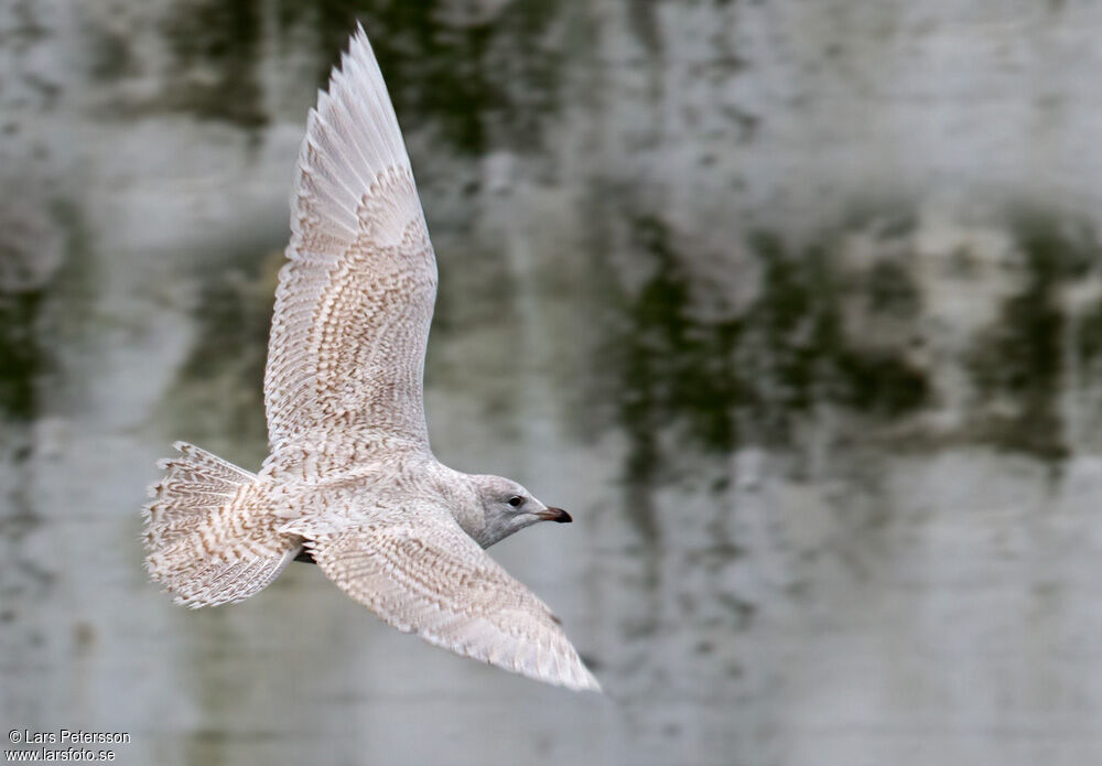 Iceland Gull