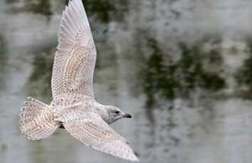 Goéland à ailes blanches