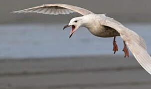 Glaucous-winged Gull