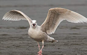 Glaucous-winged Gull