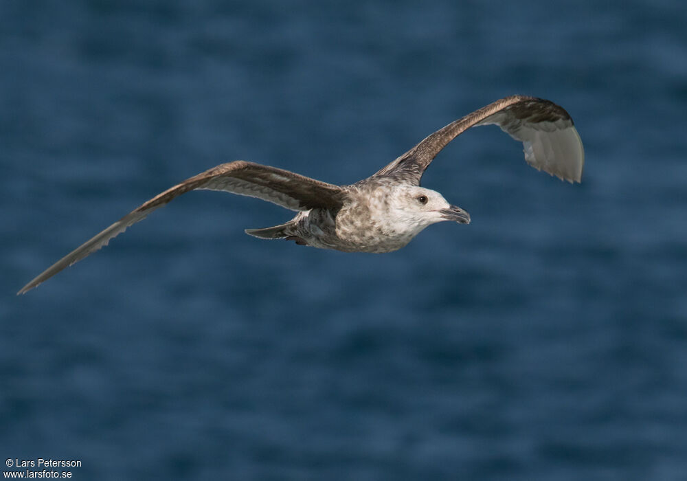 Goéland à ailes grises