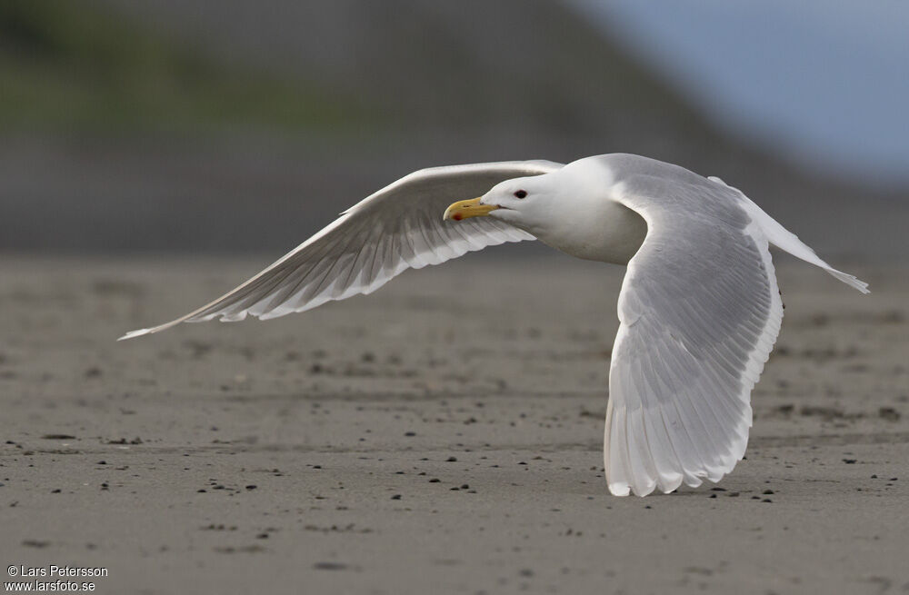 Glaucous-winged Gull