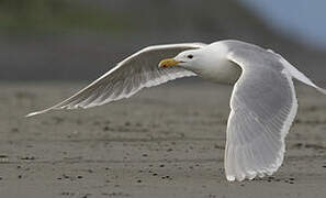 Glaucous-winged Gull