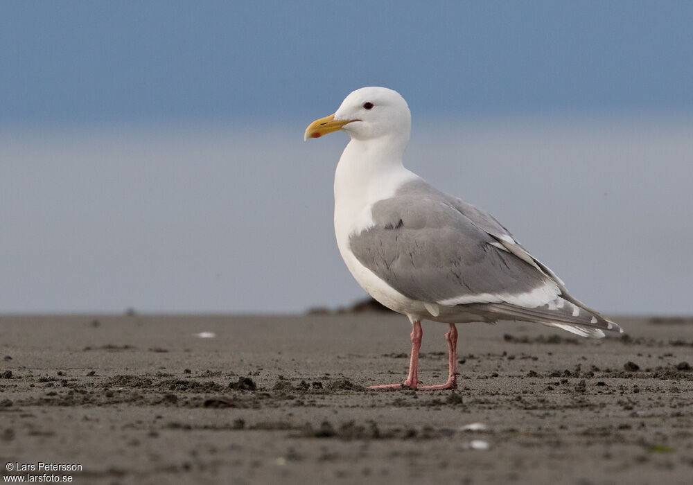 Glaucous-winged Gull