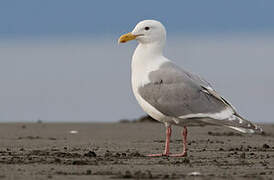 Glaucous-winged Gull