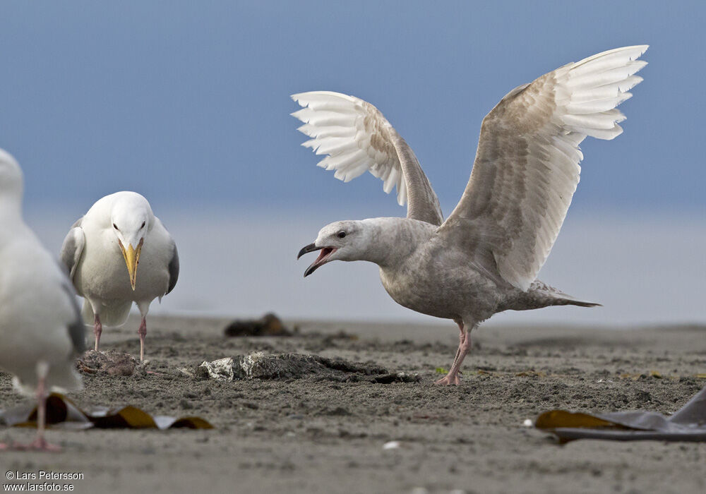 Glaucous-winged Gull