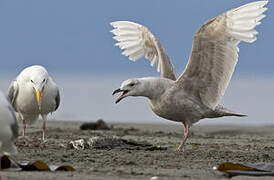 Glaucous-winged Gull