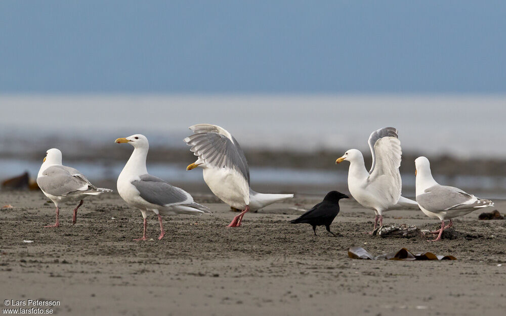 Goéland à ailes grises