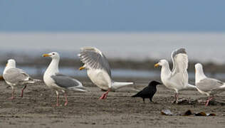 Glaucous-winged Gull